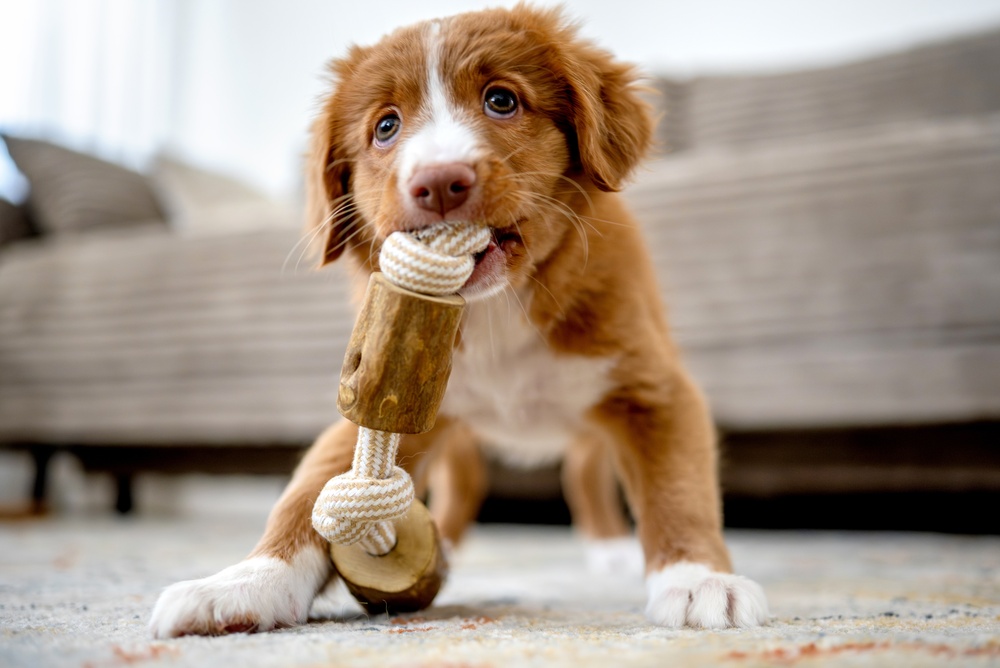 Happy Dog