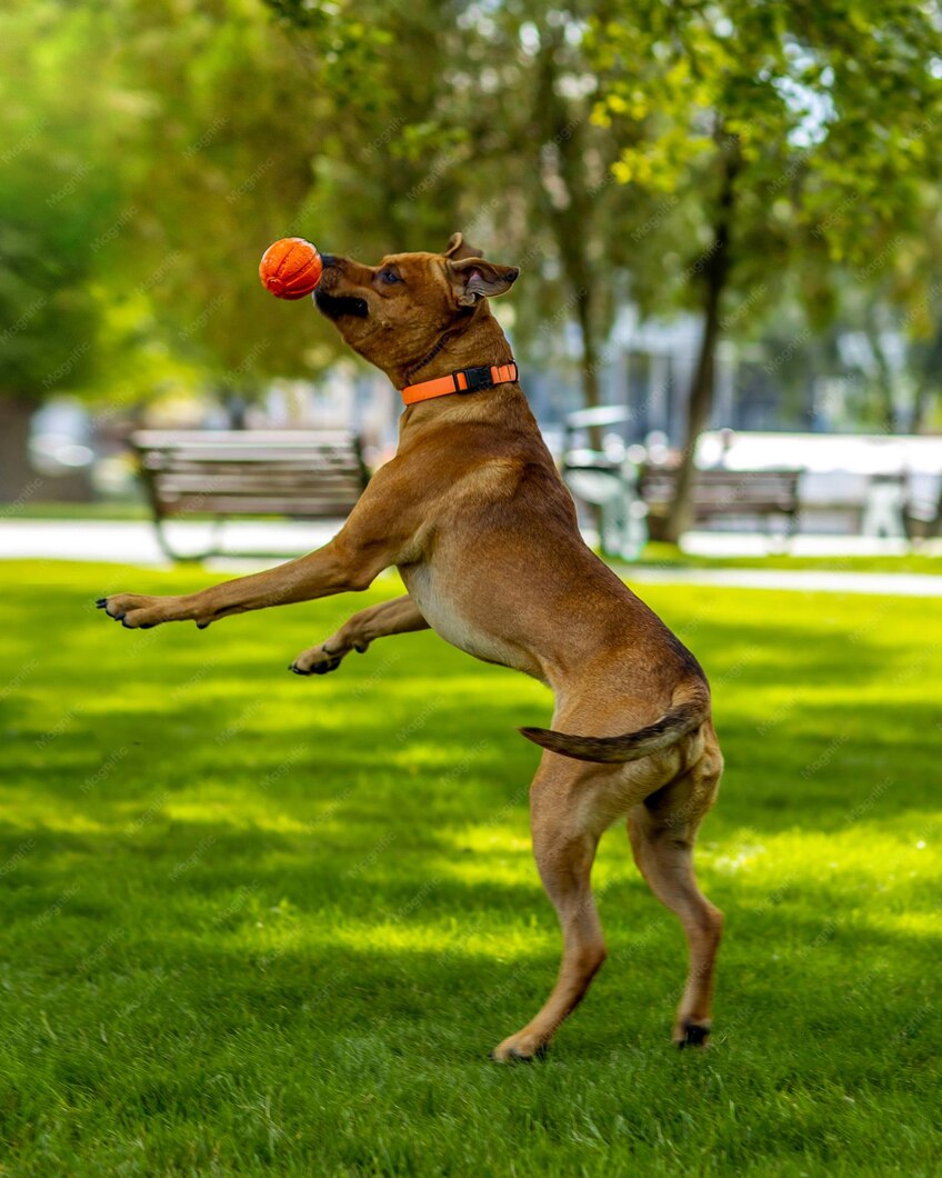 Happy Dog