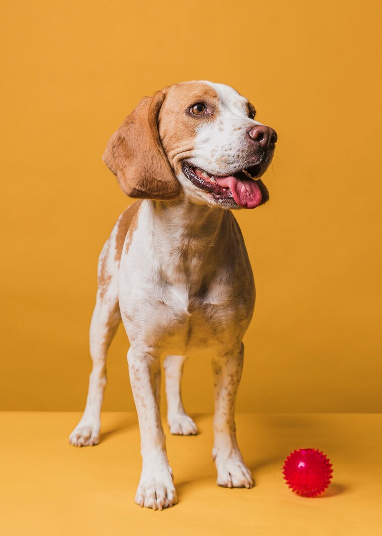Happy Dog